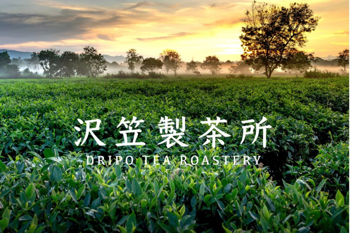 台灣 Dripo シリーズ |ももかおるウーロン茶
